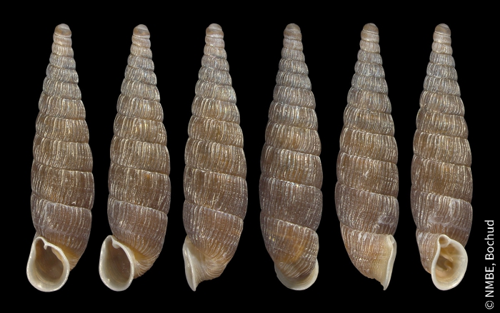 Macrogastra attenuata lineolata Macrogastra attenuata lineolata