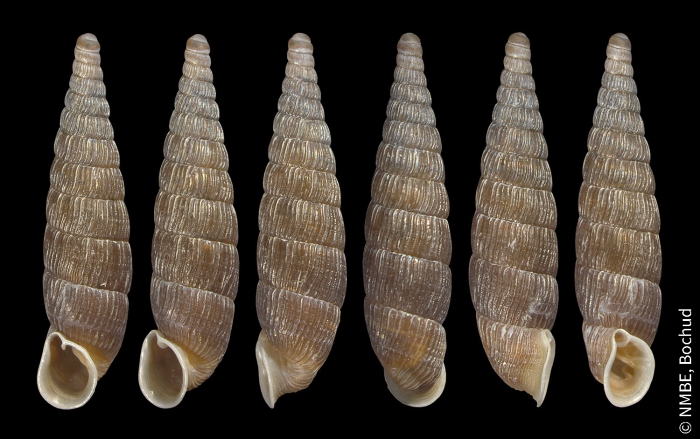 Macrogastra attenuata lineolata