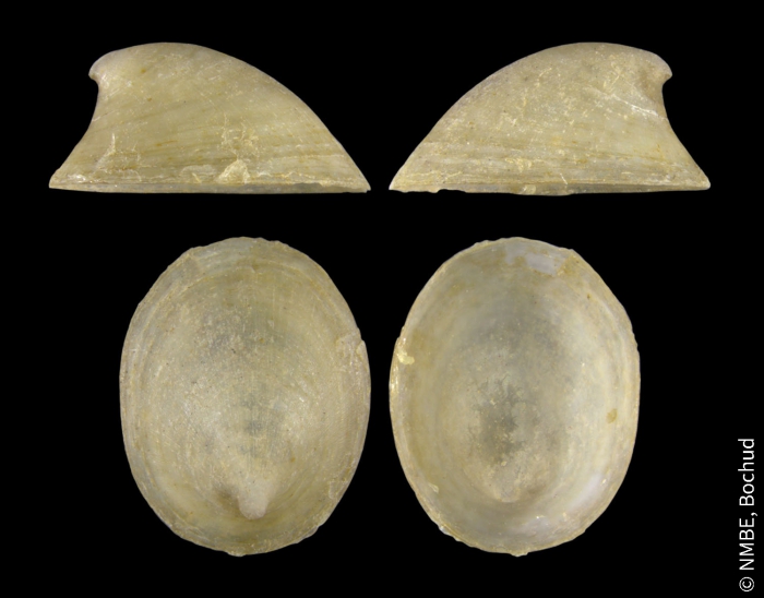 Ancylus fluviatilis