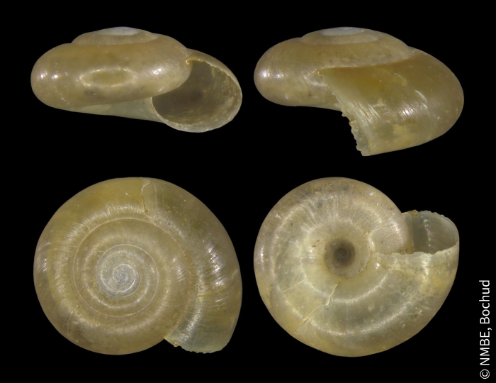 Aegopinella minor