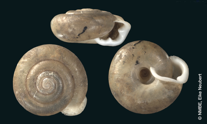 Glischrus (Helix) holosericea