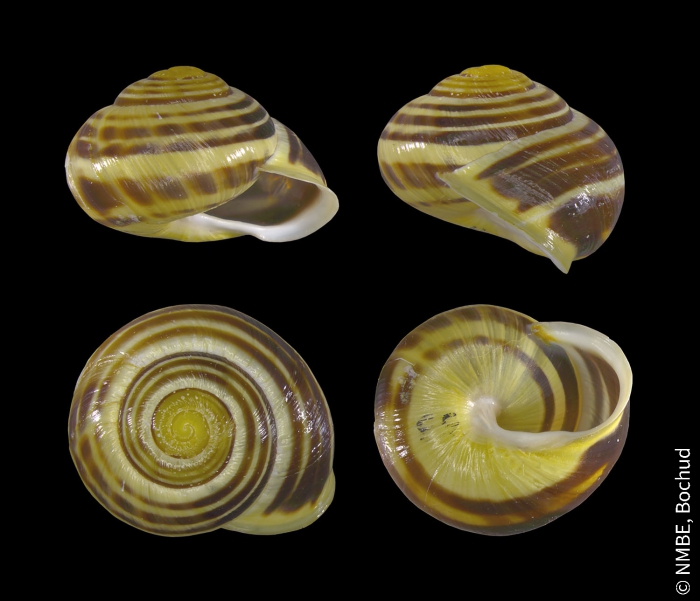 Cepaea hortensis