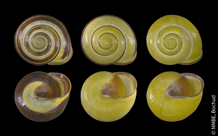 Cepaea nemoralis