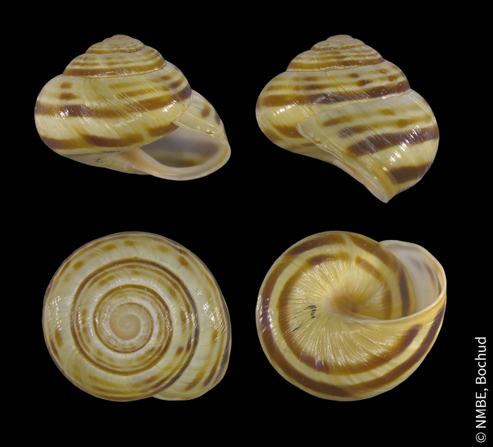 Macularia sylvatica Macularia sylvatica