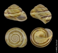 Mollusca (molluscs)