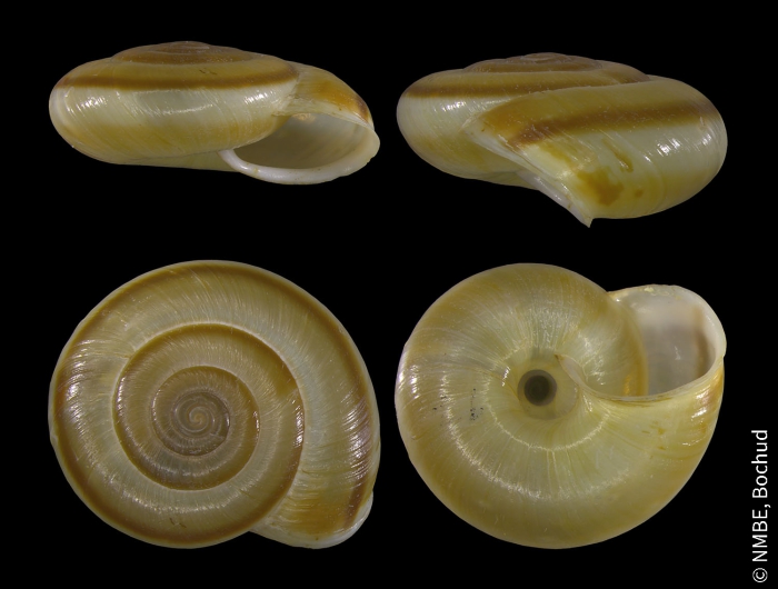 Chilostoma achates achates