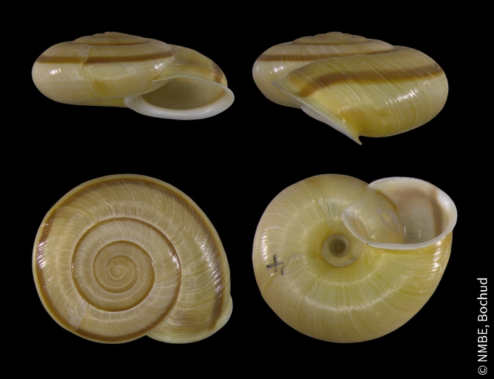 Chilostoma adelozona adelozona