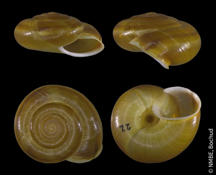 Chilostoma adelozona rhaeticum Chilostoma adelozona rhaeticum