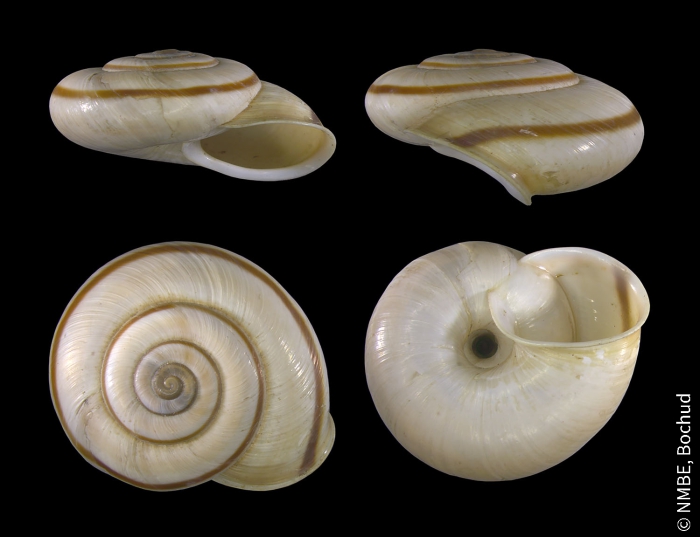 Chilostoma cingulatum cingulatum Chilostoma cingulatum cingulatum