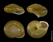 Chilostoma zonatum foetens