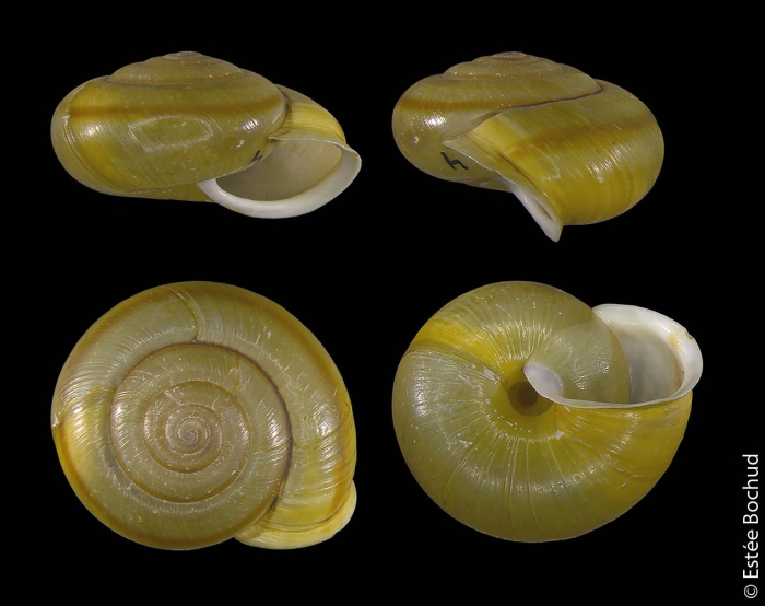 Chilostoma zonatum zonatum Chilostoma zonatum zonatum