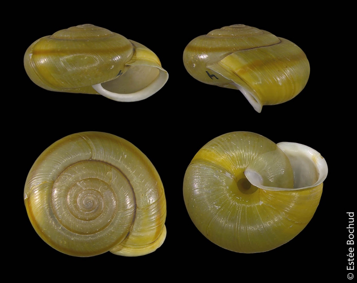 Chilostoma zonatum zonatum