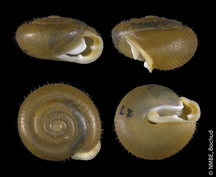 Isognomostoma isognomostomos