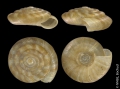 Mollusca (molluscs)