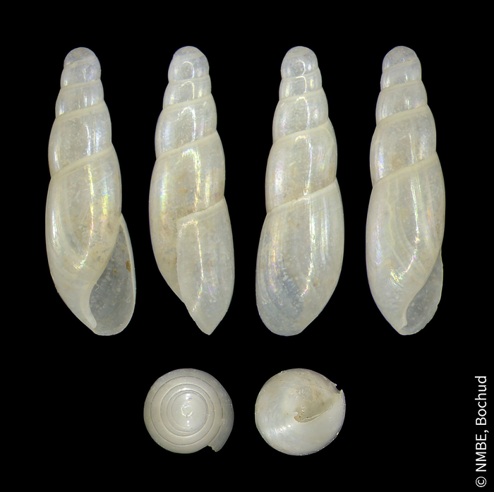 Cecilioides acicula