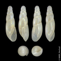 Mollusca (molluscs)