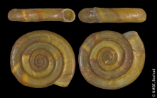 Anisus leucostoma