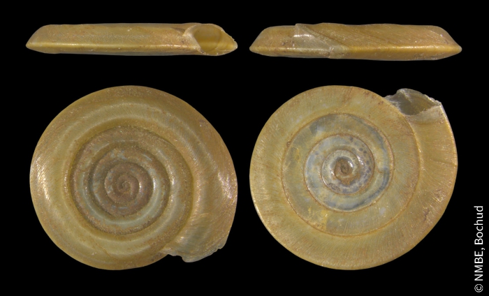 Anisus vortex Anisus vortex
