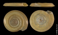 Mollusca (molluscs)