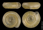 Bathyomphalus contortus