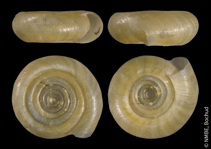 Bathyomphalus contortus Bathyomphalus contortus