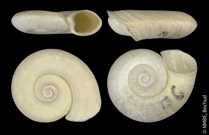 Gyraulus acronicus Gyraulus acronicus