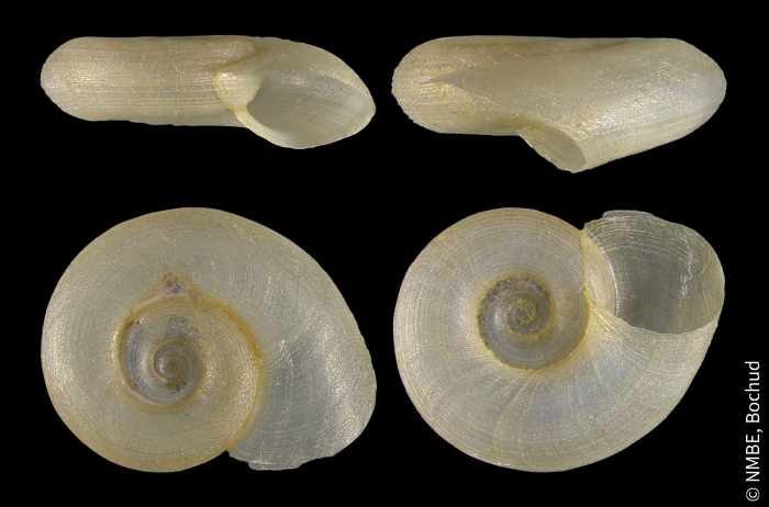 Gyraulus albus