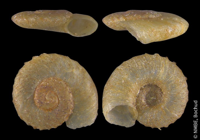 Gyraulus crista Gyraulus crista
