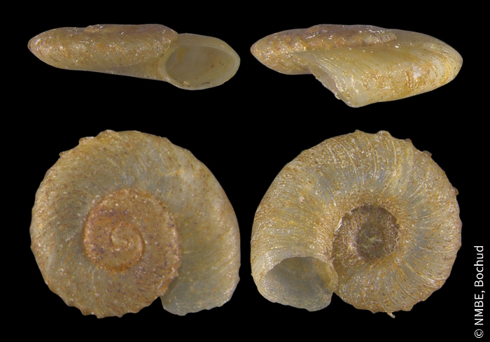 Gyraulus crista