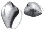 Orthaulax pugnax Dall, 1890, pl. VIII, fig. 5 (type), 8