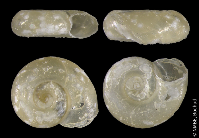 Gyraulus parvus