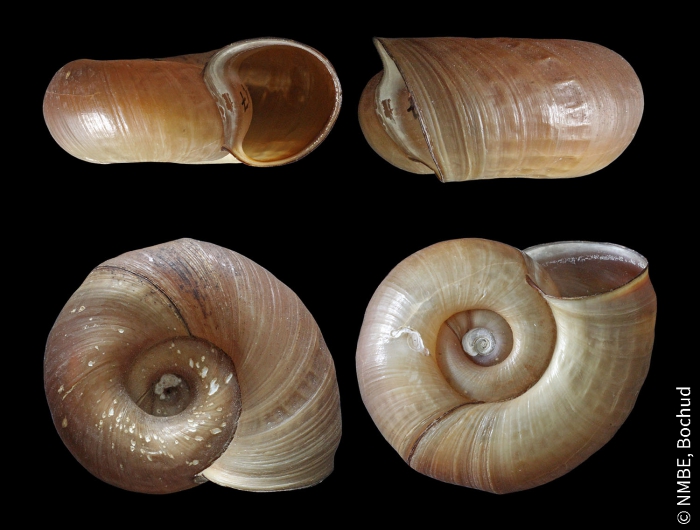 Planorbarius corneus