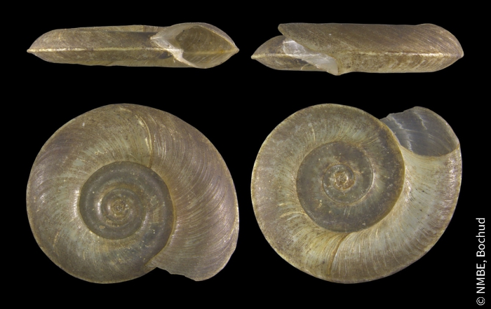 Planorbis carinatus