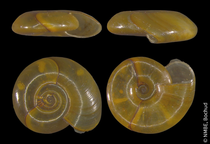 Segmentina nitida Segmentina nitida