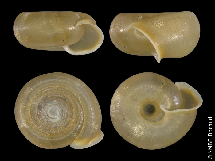 Helicodonta angigyra