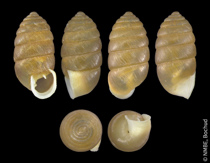 Orcula dolium dolium