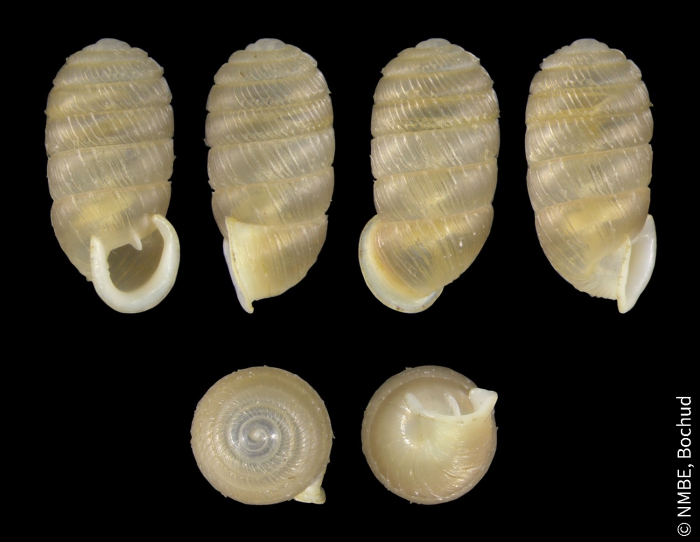 Sphyradium doliolum