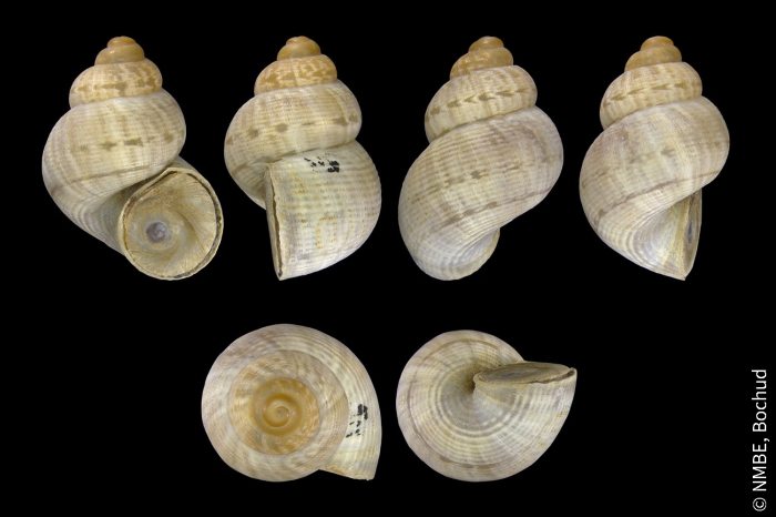 Pomatias elegans