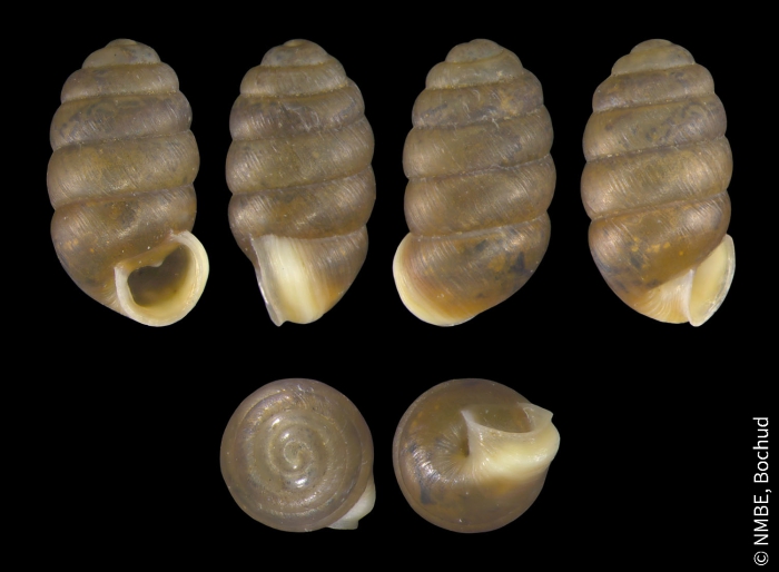 Pupilla muscorum Pupilla muscorum