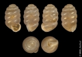 Mollusca (molluscs)