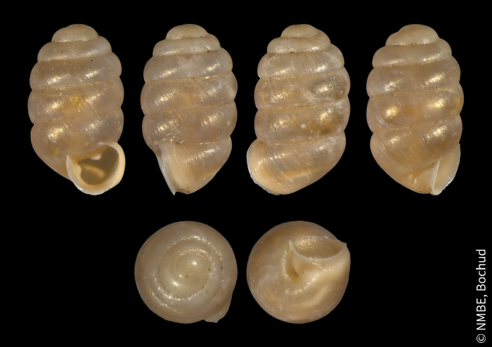 Pupilla triplicata Pupilla triplicata