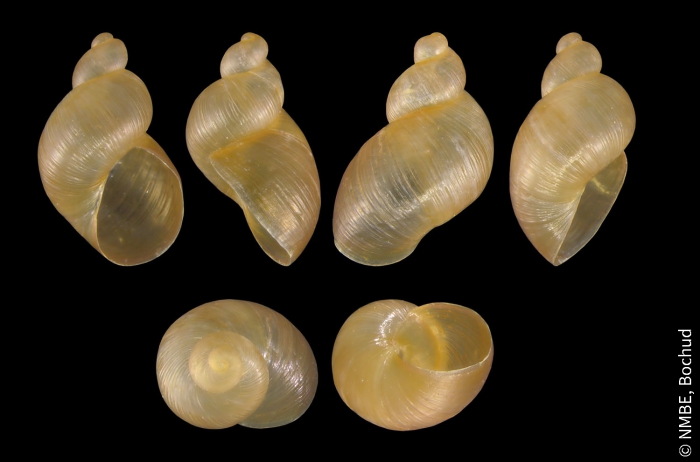 Quickella arenaria Quickella arenaria