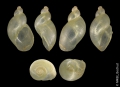 Mollusca (molluscs)