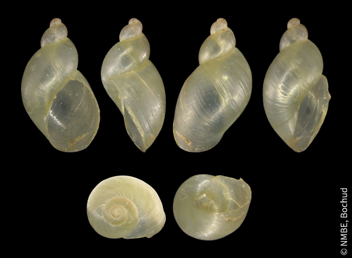 Succinella oblonga