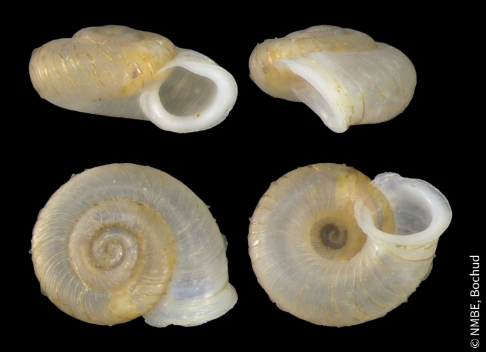 Vallonia costata