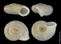 Mollusca (molluscs)