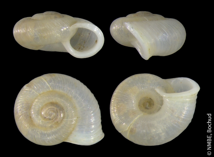 Vallonia enniensis Vallonia enniensis