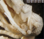 Pachylometra fragilis AH Clark 1912, (Monachometra fragilis (AH Clark 1912) Holotype ZMA.ECH.CR.2071)