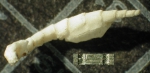 Poecilometra acoela Carpenter 1888, Syntype USNM E439