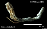 SMNH-type-1186.-Limnactinia laevis Carlgren, 1921